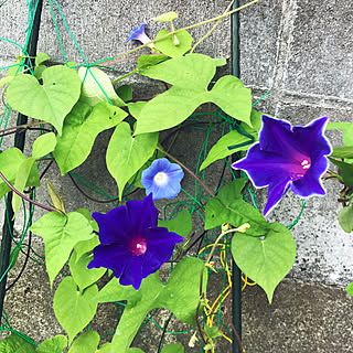 植物 朝顔のインテリア実例 Roomclip ルームクリップ