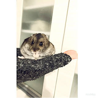 キッチンボード/シンプルインテリア/白黒/モノトーンインテリア/モノトーン...などのインテリア実例 - 2020-01-23 17:46:33