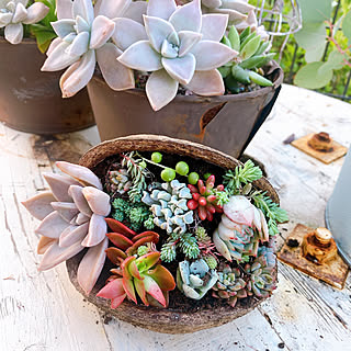 多肉植物 ブッダナッツのおしゃれなアレンジ 飾り方のインテリア実例 Roomclip ルームクリップ 多肉植物 ブッダナッツのおしゃれなアレンジ 飾り方のインテリア実例 Roomclip ルームクリップ