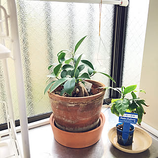 植物 キッチン 出窓のインテリア実例 Roomclip ルームクリップ