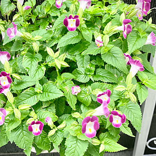 トレニアの花がいっぱい 見て下さりありがとうございます 彡のインテリア実例 Roomclip ルームクリップ