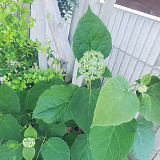 アナベル 挿し木のインテリア実例 Roomclip ルームクリップ