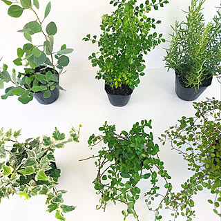 植物苗/ガーデニング/シマトネリコ/ローズマリー/フィカスシャングリラ...などのインテリア実例 - 2020-02-23 10:08:12
