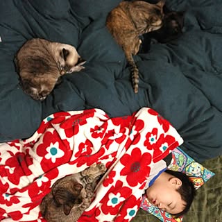 ベッド周り/猫多頭買い/インテリアじゃなくてごめんなさい/ねこのいる日常/ねこばかりすみませんm(._.)m/犬猫多頭飼い...などのインテリア実例 - 2016-12-24 01:15:35