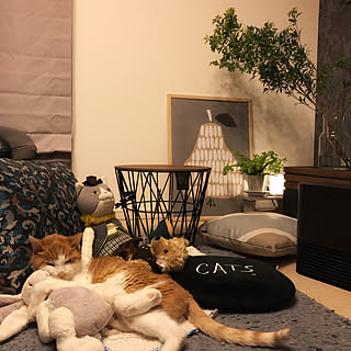 お留守番猫のインテリア実例 Roomclip ルームクリップ