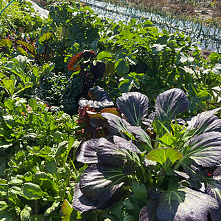 冬野菜記録です/冬野菜/種から育てる/健康志向派/お野菜中心の食事...などのインテリア実例 - 2020-02-11 18:43:50