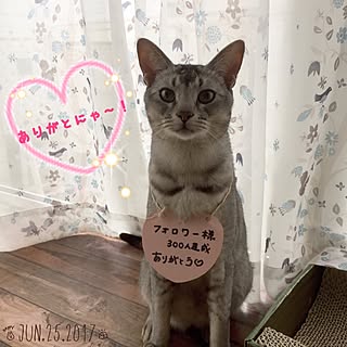 部屋全体/来月半ば半年記念!/プレ企画計画中♪/ゆきと協力して!皆様に感謝♡/ほんとにありがとう♡...などのインテリア実例 - 2017-06-25 14:55:50