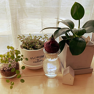 ダイソー ヒヤシンス水栽培のインテリア実例 Roomclip ルームクリップ