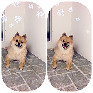 My Dogのインテリア実例 - 2013-04-02 15:06:29