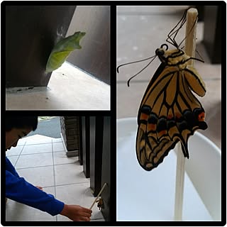 アゲハ蝶の羽化のインテリア実例 Roomclip ルームクリップ