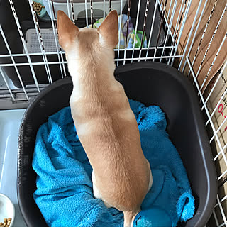 ベッド周り/クリーム/いいね!ありがとうございます♪/スムースチワワ♡/チワワ2匹飼ってます!...などのインテリア実例 - 2018-12-19 09:22:55