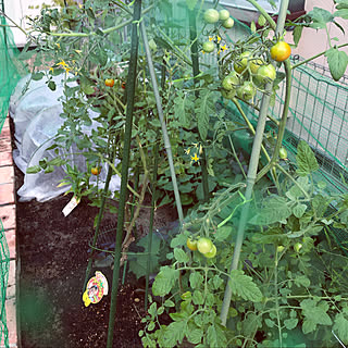 トマト栽培中 家庭菜園初心者のインテリア実例 Roomclip ルームクリップ