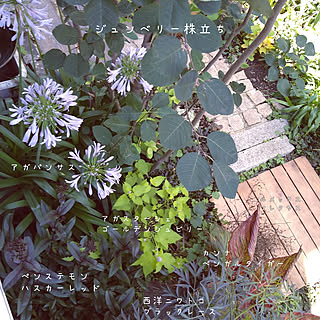 庭 アガパンサスのおしゃれなインテリアコーディネート レイアウトの実例 Roomclip ルームクリップ