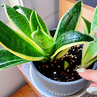 サンスベリア ゴールデンハニー 新芽ニョキニョキのインテリア実例 Roomclip ルームクリップ