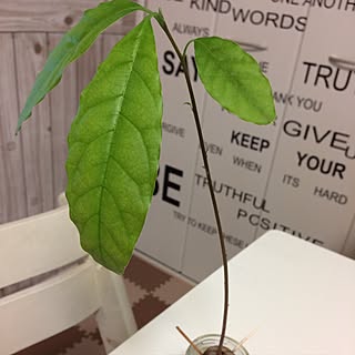 アボカド水栽培 アボカド水耕栽培のインテリア実例 Roomclip ルームクリップ