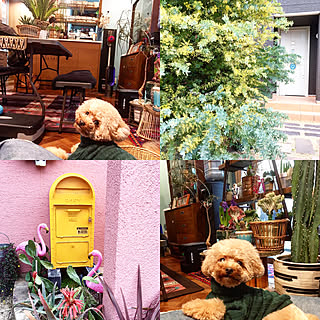 師匠/植物の師匠/グリーンのある暮らし/サボテン/プードルとの暮らし...などのインテリア実例 - 2019-02-15 23:06:48