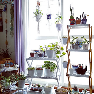 部屋全体/乾燥対策/観葉植物/グリーンのある暮らし/NO GREEN NO LIFE...などのインテリア実例 - 2020-01-08 16:20:42