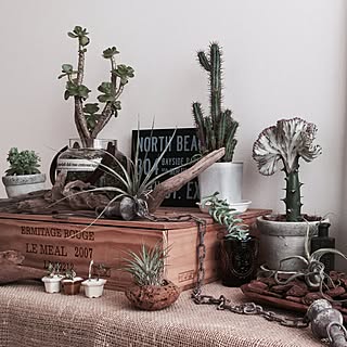 ユーフォルビア マハラジャのインテリア実例 Roomclip ルームクリップ