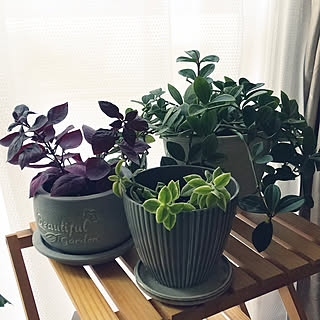 鉢 アルテルナンテラのおしゃれなアレンジ 飾り方のインテリア実例 Roomclip ルームクリップ