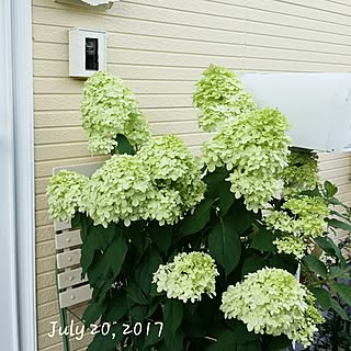 玄関/入り口/植物/日替わり投稿企画!木曜日/ノリウツギ ライムライト/記録用なのでコメントお気遣いなく♡...などのインテリア実例 - 2017-07-20 17:45:27