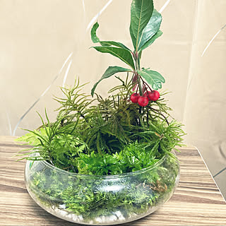 100均 苔テラリウムのインテリア実例 Roomclip ルームクリップ