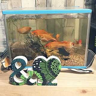 金魚 癒しのインテリア実例 Roomclip ルームクリップ