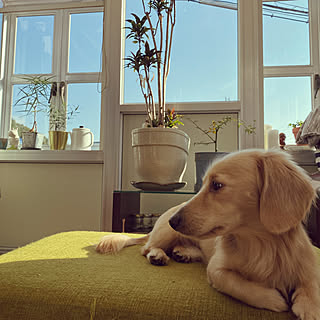 犬 サンルームのインテリア実例 Roomclip ルームクリップ 犬 サンルームのインテリア実例 Roomclip ルームクリップ