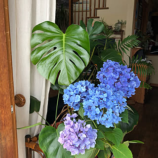 挿し木中/記録/日々の暮らし/訪問やコメが行き届かずゴメンナサイ↷↷/見てくれてありがとう♡︎ʾʾ...などのインテリア実例 - 2019-07-06 12:10:06