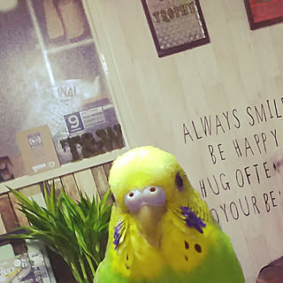 一人暮らし セキセイインコのインテリア レイアウト実例 Roomclip ルームクリップ
