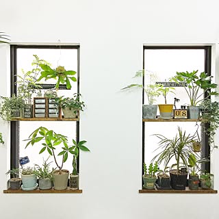 壁/天井/植物/ZOO会♡/関西好きやねん会/【植中毒】/LOVE GREEN!...などのインテリア実例 - 2015-11-08 14:03:43