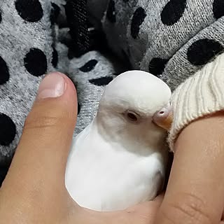 机/セキセイインコ/鳥好き❤︎/賃貸でも楽しく♪/キキとララ...などのインテリア実例 - 2017-02-05 00:16:41
