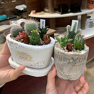 伊豆シャボテン公園のインテリア実例 Roomclip ルームクリップ