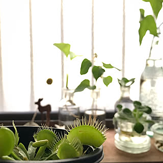 食虫植物 ハエトリソウのインテリア実例 Roomclip ルームクリップ 食虫植物 ハエトリソウのインテリア実例 Roomclip ルームクリップ