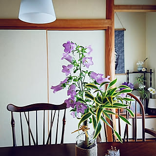風鈴草のインテリア実例 Roomclip ルームクリップ