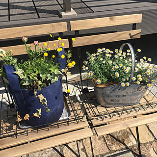 寄せ植え 花ほたるのインテリア実例 Roomclip ルームクリップ