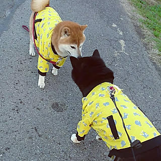 玄関/入り口/手づくり/柴犬/黒柴/赤柴...などのインテリア実例 - 2017-11-09 15:03:22