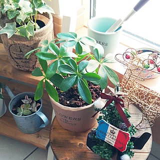 鉢底石のインテリア実例 Roomclip ルームクリップ