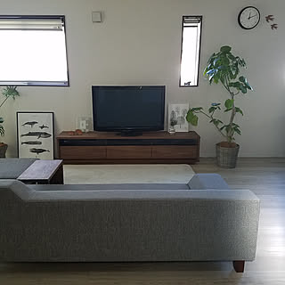 リビング/観葉植物/北欧/ウンベラータ/マスターウォール...などのインテリア実例 - 2020-01-19 12:12:15