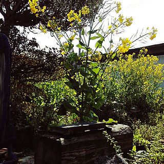 庭という名のジャングル๑๑๑/菜の花のインテリア実例 - 2016-03-24 10:06:40