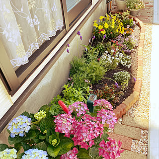 ヘデラ ビオラ寄せ植えのインテリア実例 Roomclip ルームクリップ