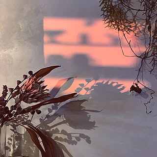 影 花のある暮らしのインテリア実例 Roomclip ルームクリップ