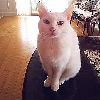 リビング/アンティーク家具/英国アンティーク/猫脚家具/猫のための家...などのインテリア実例 - 2016-06-28 19:59:45