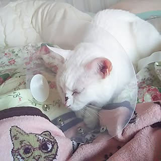 ベッド周り/NO CAT,NO LIFE❤️/タフ猫同盟/ぽて猫部/白猫...などのインテリア実例 - 2016-12-07 16:20:35