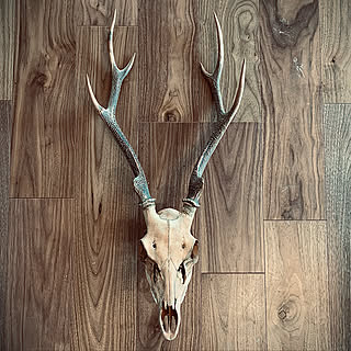 鹿の頭蓋骨のインテリア実例 Roomclip ルームクリップ 鹿の頭蓋骨のインテリア実例 Roomclip ルームクリップ