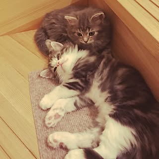 部屋全体/仔猫成長の日々/階段で.../皆さんのいいね励みになります☺︎/みなさまに感謝する日々...などのインテリア実例 - 2017-07-09 21:02:30