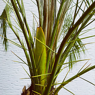 コストコ 観葉植物のまとめページ Roomclip ルームクリップ