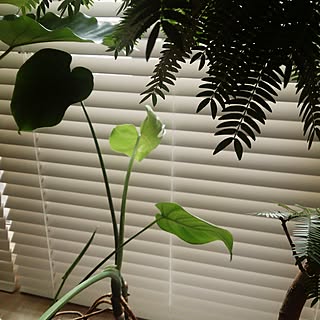 部屋全体/NO GREEN NO LIFE/モンステラ/baby❤︎leaf/ウンベラータ...などのインテリア実例 - 2016-07-03 10:23:25