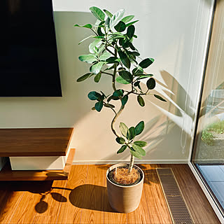 風水と観葉植物の関係性のインテリア実例 Roomclip ルームクリップ