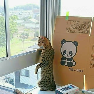 出窓のインテリア/猫と暮らす/オシキャット/アンティークという名の猫/引っ越し中...などのインテリア実例 - 2018-06-19 17:47:46