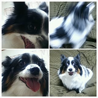 ベッド周り/!!!!!アホ仲間!!!!!/ぬこ/猫化する犬/洗っても小さくならない種族のインテリア実例 - 2016-10-29 09:46:33